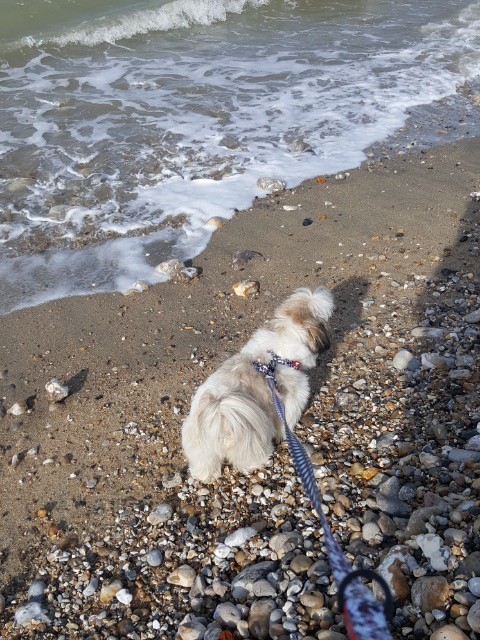 Petit Tour A La Plage Forum De Discussion Spécialisé Sur
