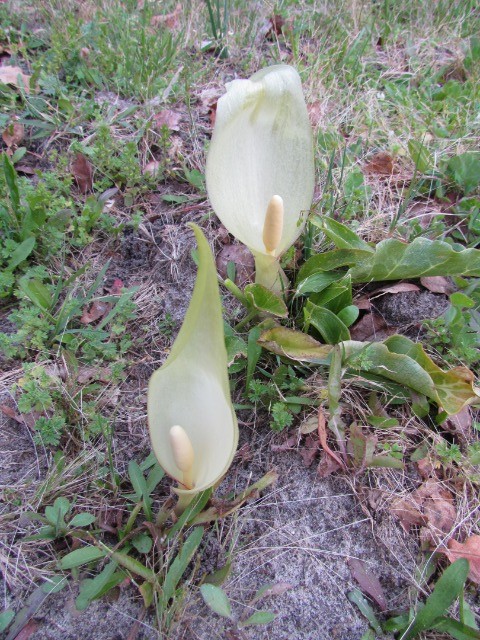 les plantes sauvages de nos campagnes - Page 8 10bcq4