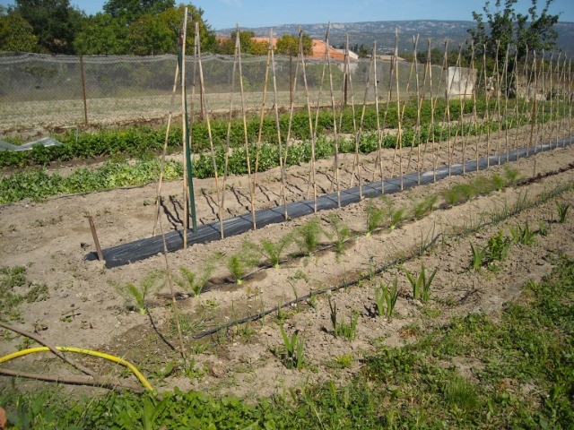 le printemps au jardin 14q43w