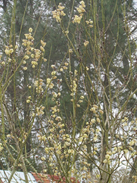 Quel arbuste ? Saule marsault (Salix caprea) 24w67x