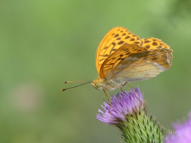 macro avec le FZ 300 212hp9