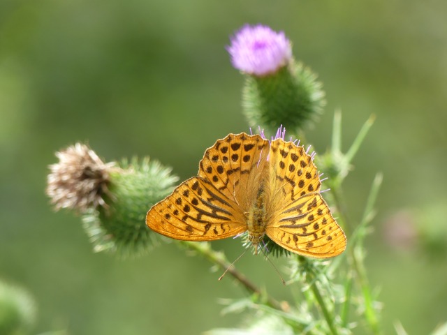 macro avec le FZ 300 21f452